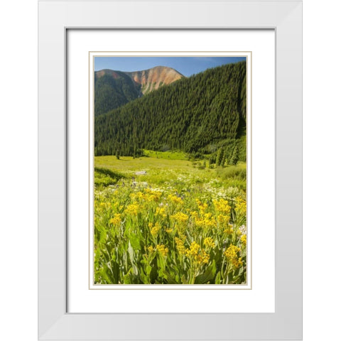 CO, San Juan Mts flowers and mountain landscape White Modern Wood Framed Art Print with Double Matting by Illg, Cathy and Gordon