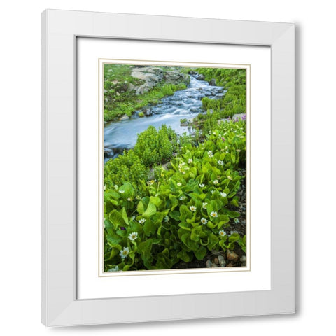 CO, San Juan Mts Stream and spring marigolds White Modern Wood Framed Art Print with Double Matting by Illg, Cathy and Gordon