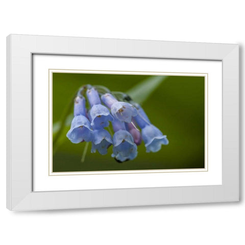 CO, Clear Creek Co, Chiming bells flowers White Modern Wood Framed Art Print with Double Matting by Illg, Cathy and Gordon