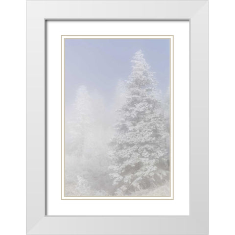 Colorado, Pike NF Trees with hoarfrost in fog White Modern Wood Framed Art Print with Double Matting by Grall, Don