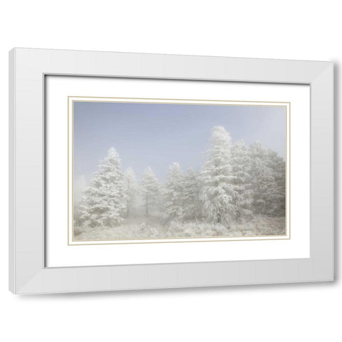 Colorado, Pike NF Trees with hoarfrost in fog White Modern Wood Framed Art Print with Double Matting by Grall, Don
