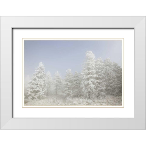 Colorado, Pike NF Trees with hoarfrost in fog White Modern Wood Framed Art Print with Double Matting by Grall, Don