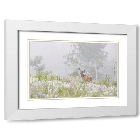Colorado, Pike NF A mule deer in foggy meadow White Modern Wood Framed Art Print with Double Matting by Grall, Don