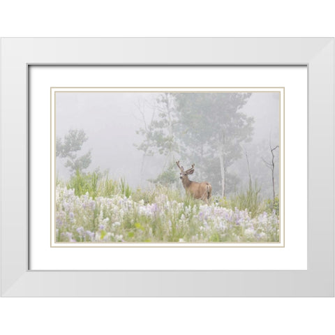 Colorado, Pike NF A mule deer in foggy meadow White Modern Wood Framed Art Print with Double Matting by Grall, Don