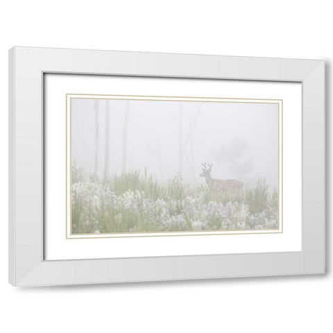 Colorado, Pike NF A mule deer in foggy meadow White Modern Wood Framed Art Print with Double Matting by Grall, Don