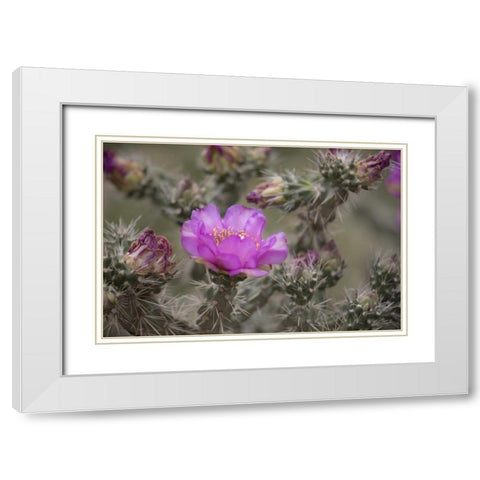 USA, Colorado Tree cholla cactus in bloom White Modern Wood Framed Art Print with Double Matting by Grall, Don