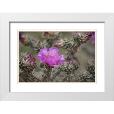 USA, Colorado Tree cholla cactus in bloom White Modern Wood Framed Art Print with Double Matting by Grall, Don