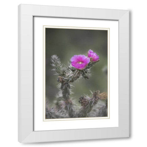 USA, Colorado Tree cholla cactus in bloom White Modern Wood Framed Art Print with Double Matting by Grall, Don