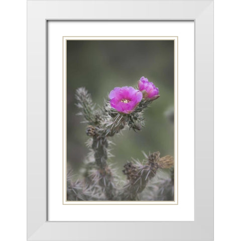 USA, Colorado Tree cholla cactus in bloom White Modern Wood Framed Art Print with Double Matting by Grall, Don