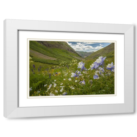 Colorado, San Juan Mts flowers in Maggies Gulch White Modern Wood Framed Art Print with Double Matting by Illg, Cathy and Gordon