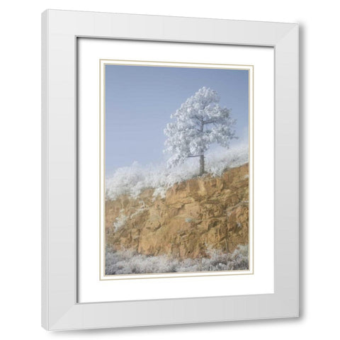 Colorado, Pike NF Hoarfrost on trees and grass White Modern Wood Framed Art Print with Double Matting by Grall, Don