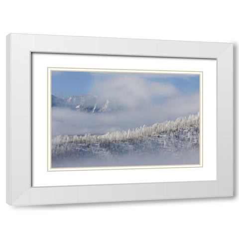 Colorado Hoarfrost coats the trees of Pike NF White Modern Wood Framed Art Print with Double Matting by Grall, Don