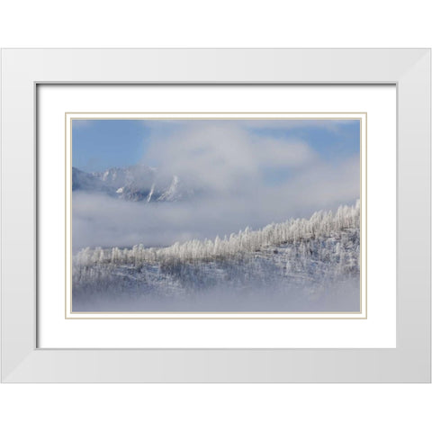 Colorado Hoarfrost coats the trees of Pike NF White Modern Wood Framed Art Print with Double Matting by Grall, Don