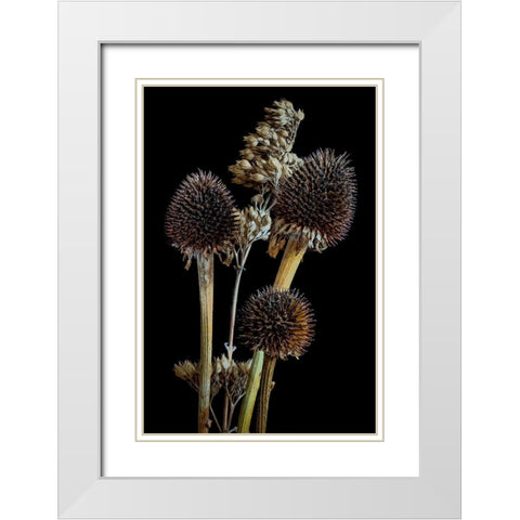 Colorado-Ft Collins Mixed dried coneflowers  White Modern Wood Framed Art Print with Double Matting by Jaynes Gallery