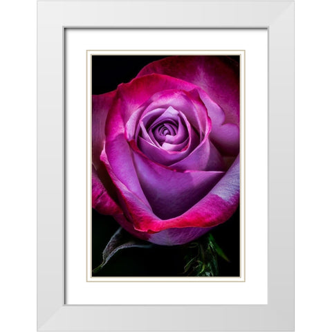Colorado-Ft Collins Rose flower close-up  White Modern Wood Framed Art Print with Double Matting by Jaynes Gallery