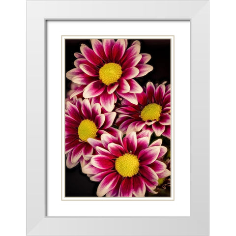 Colorado-Ft Collins Daisies close-up  White Modern Wood Framed Art Print with Double Matting by Jaynes Gallery