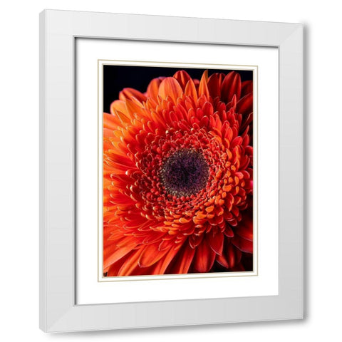 Colorado-Ft Collins Orange gerbera daisy  White Modern Wood Framed Art Print with Double Matting by Jaynes Gallery