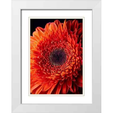 Colorado-Ft Collins Orange gerbera daisy  White Modern Wood Framed Art Print with Double Matting by Jaynes Gallery