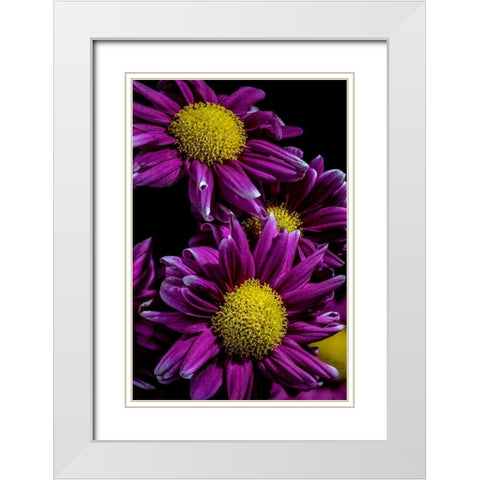 Colorado-Ft Collins Daisies close-up  White Modern Wood Framed Art Print with Double Matting by Jaynes Gallery