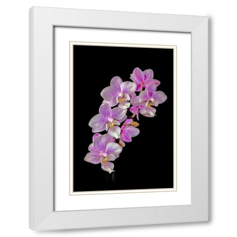 Colorado-Ft Collins Wet phalaenopsis orchids  White Modern Wood Framed Art Print with Double Matting by Jaynes Gallery