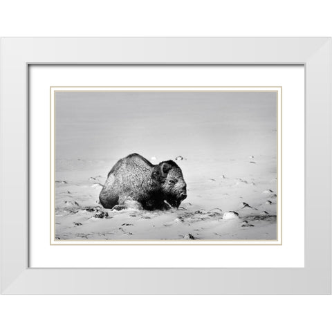 Colorado Bison lies on snow-covered mountain pasture  White Modern Wood Framed Art Print with Double Matting by Jaynes Gallery