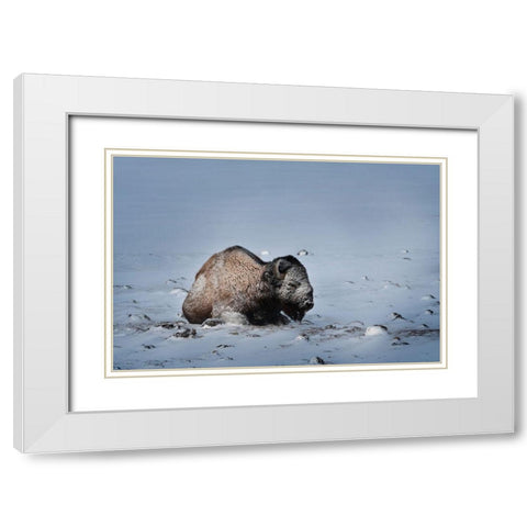 Colorado Bison lies on snow-covered mountain pasture  White Modern Wood Framed Art Print with Double Matting by Jaynes Gallery