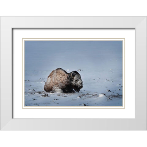 Colorado Bison lies on snow-covered mountain pasture  White Modern Wood Framed Art Print with Double Matting by Jaynes Gallery