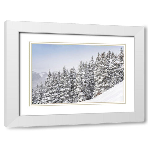Colorado Fresh snow on spruce trees  White Modern Wood Framed Art Print with Double Matting by Jaynes Gallery
