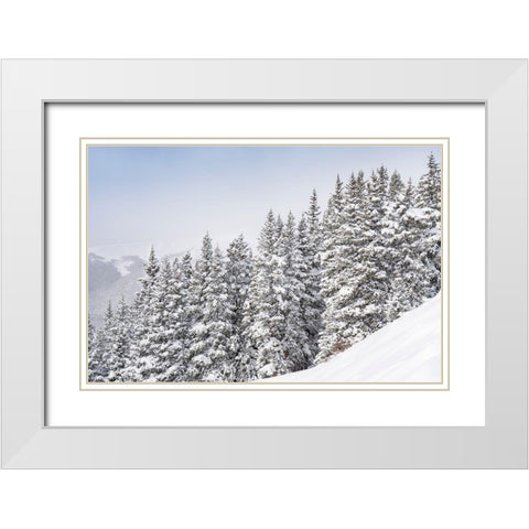 Colorado Fresh snow on spruce trees  White Modern Wood Framed Art Print with Double Matting by Jaynes Gallery
