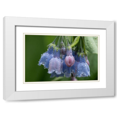 Colorado-Stony Pass Raindrops on bluebell flowers  White Modern Wood Framed Art Print with Double Matting by Jaynes Gallery