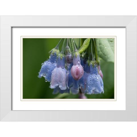 Colorado-Stony Pass Raindrops on bluebell flowers  White Modern Wood Framed Art Print with Double Matting by Jaynes Gallery