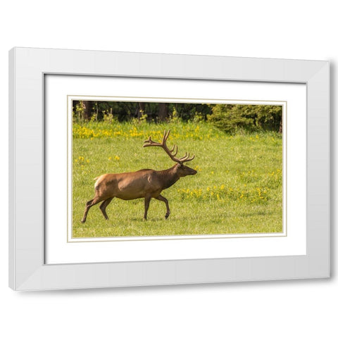Colorado-Rocky Mountain National Park Bull elk in field  White Modern Wood Framed Art Print with Double Matting by Jaynes Gallery