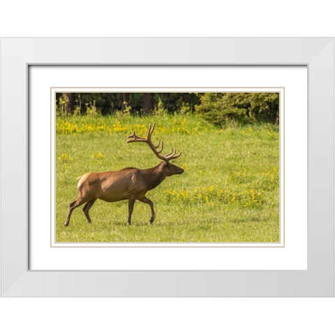 Colorado-Rocky Mountain National Park Bull elk in field  White Modern Wood Framed Art Print with Double Matting by Jaynes Gallery