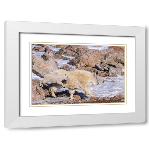 Colorado-Mt Evans Mountain goat nanny and jumping kid  White Modern Wood Framed Art Print with Double Matting by Jaynes Gallery