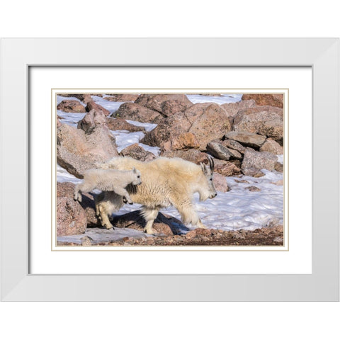 Colorado-Mt Evans Mountain goat nanny and jumping kid  White Modern Wood Framed Art Print with Double Matting by Jaynes Gallery