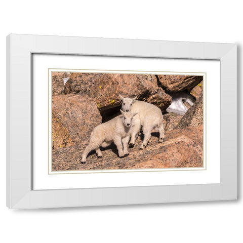 Colorado-Mt Evans Young mountain goats on rocks  White Modern Wood Framed Art Print with Double Matting by Jaynes Gallery