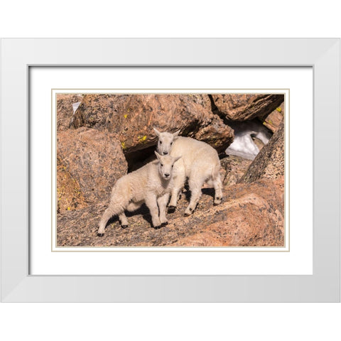 Colorado-Mt Evans Young mountain goats on rocks  White Modern Wood Framed Art Print with Double Matting by Jaynes Gallery