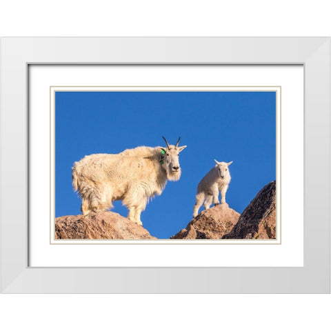 Colorado-Mt Evans Mountain goat nanny and kid atop rock  White Modern Wood Framed Art Print with Double Matting by Jaynes Gallery