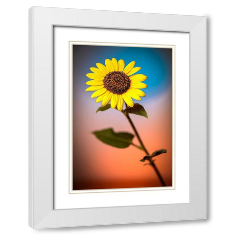 Colorado-Fort Collins Wild sunflower close-up  White Modern Wood Framed Art Print with Double Matting by Jaynes Gallery