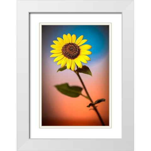 Colorado-Fort Collins Wild sunflower close-up  White Modern Wood Framed Art Print with Double Matting by Jaynes Gallery