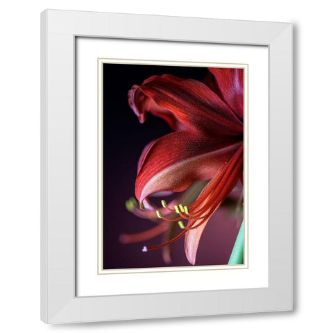 Colorado-Fort Collins Bogota amaryllis flower close-up  White Modern Wood Framed Art Print with Double Matting by Jaynes Gallery