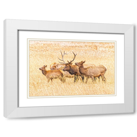 USA-Colorado-Rocky Mountain National Park North American elk male and females in mating season White Modern Wood Framed Art Print with Double Matting by Jaynes Gallery