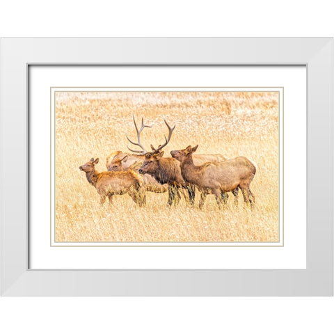 USA-Colorado-Rocky Mountain National Park North American elk male and females in mating season White Modern Wood Framed Art Print with Double Matting by Jaynes Gallery
