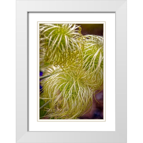 USA-Colorado-Fort Collins Clematis plant close-up White Modern Wood Framed Art Print with Double Matting by Jaynes Gallery