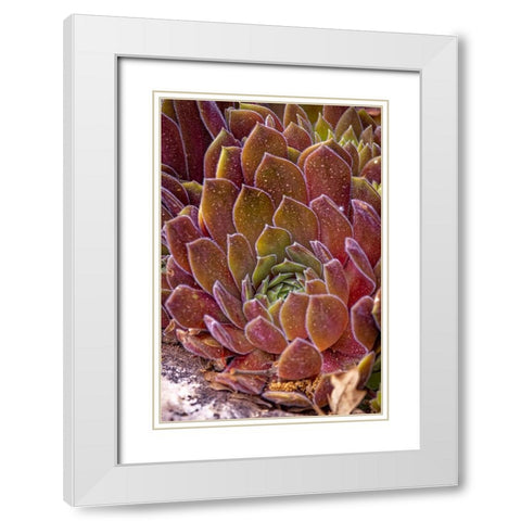 USA-Colorado-Fort Collins Succulent plant close-up White Modern Wood Framed Art Print with Double Matting by Jaynes Gallery