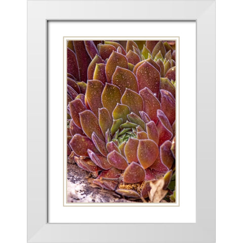 USA-Colorado-Fort Collins Succulent plant close-up White Modern Wood Framed Art Print with Double Matting by Jaynes Gallery