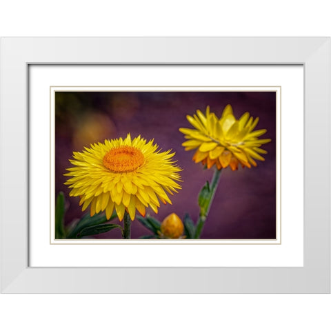USA-Colorado-Fort Collins Yellow strawflowers close-up White Modern Wood Framed Art Print with Double Matting by Jaynes Gallery