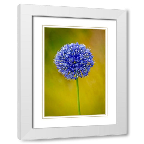 USA-Colorado-Fort Collins Blue allium flower close-up White Modern Wood Framed Art Print with Double Matting by Jaynes Gallery