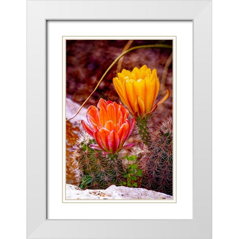 USA-Colorado-Fort Collins Prickly pear cactus flowers close-up White Modern Wood Framed Art Print with Double Matting by Jaynes Gallery