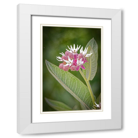 USA-Colorado-Fort Collins Showy milkweed flowers White Modern Wood Framed Art Print with Double Matting by Jaynes Gallery